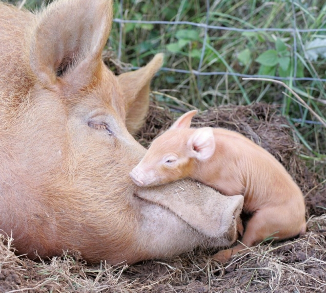 Baby-pig-and-mama-pig